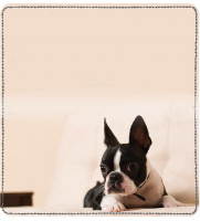 Boston Terrier Leather Cover | CDP-DOG47