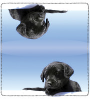 Bernese Mountain Dog Leather Cover | CDP-DOG93