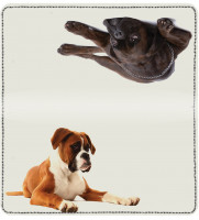 Boxer Leather Cover | CDP-DOG95