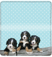 Bernese Mountain Dog Pups Keith Kimberlin Leather Cover | CDP-KKM27