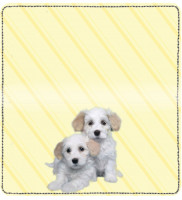 Havanese Pups Keith Kimberlin Leather Cover | CDP-KKM29