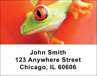Frogs Address Labels | LBANI-09