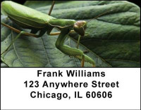 Praying Mantises Address Labels | LBANI-34