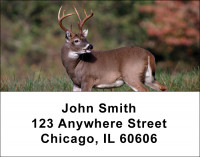 Big Horned Buck Deer Address Labels | LBANK-71