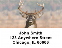 Big Horned Buck Deer Address Labels | LBANK-71
