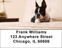 Boston Terrier Address Labels | LBDOG-47