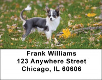 Charming Chihuahua Address Labels | LBDOG-51
