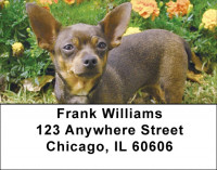 Charming Chihuahua Address Labels | LBDOG-51