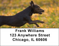 Charming Chihuahua Address Labels | LBDOG-51
