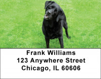 Brilliant Black Labs Address Labels | LBDOG-52