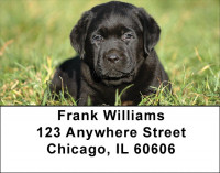 Black Lab Puppies Address Labels | LBDOG-53
