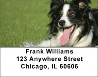 Bouncing Border Collie Address Labels | LBDOG-68