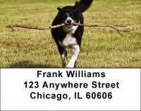Bouncing Border Collie Address Labels | LBDOG-68