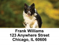 Bouncing Border Collie Address Labels | LBDOG-68