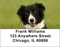 Bouncing Border Collie Address Labels | LBDOG-68