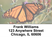 Monarch Butterflies Address Labels | LBEVC-04