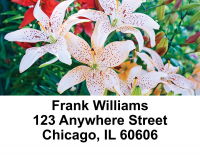 Stargazers Address Labels | LBEVC-13