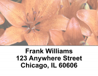 Stargazers Address Labels | LBEVC-13