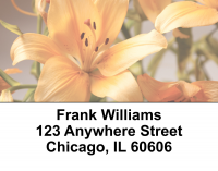 Stargazers Address Labels | LBEVC-13