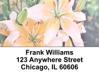 Stargazers Address Labels | LBEVC-13