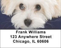 Bichon Frise Address Labels | LBEVC-27