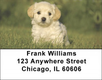 Bichon Frise Address Labels | LBEVC-27