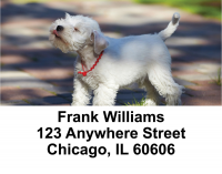 Bichon Frise Address Labels | LBEVC-27