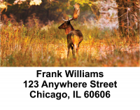 Big Buck Deer Address Labels | LBEVC-28
