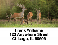 Big Buck Deer Address Labels | LBEVC-28