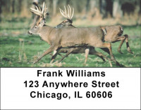 Big Buck Deer Address Labels | LBEVC-28