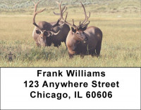 Big Buck Deer Address Labels | LBEVC-28