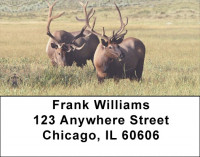 Big Buck Deer Address Labels | LBEVC-28