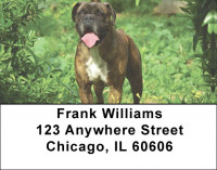 Boxer Dogs Address Labels | LBEVC-30
