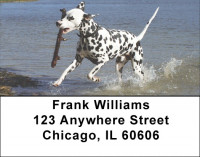 Dalmatian Dogs Address Labels | LBEVC-49