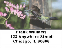 Humingbird Checks Address Labels | LBEVC-62