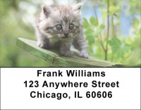 Kittens At Play Address Labels | LBEVC-65