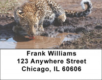 Lone Leopards Address Labels | LBEVC-68