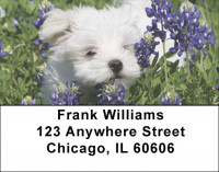 Maltese Dog Address Labels | LBEVC-70