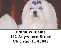 Maltese Dog Address Labels | LBEVC-70