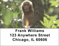 Monkeys Address Labels | LBEVC-71