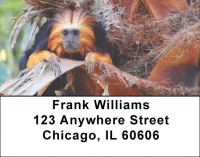 Monkeys Address Labels | LBEVC-71