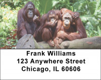 Monkeys Address Labels | LBEVC-71