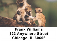 Monkeys Address Labels | LBEVC-71