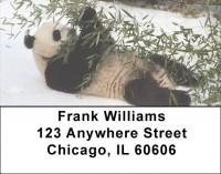 Panda Bears Address Labels | LBEVC-78