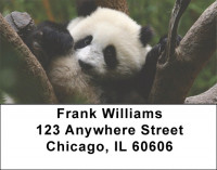 Panda Bears Address Labels | LBEVC-78