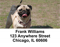 Pug Mugs Address Labels | LBEVC-81
