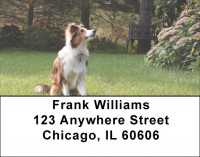 Sheltie Dog Address Labels | LBEVC-86