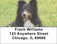 Sheltie Dog Address Labels | LBEVC-86
