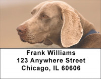 Weimaraner Dog Address Labels | LBEVC-96