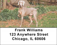 Weimaraner Dog Address Labels | LBEVC-96